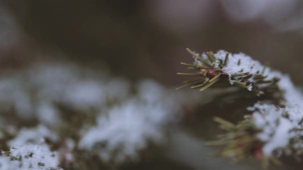 Nieve en las ramas de los árboles de cerca . — Vídeos de Stock