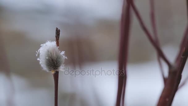 Willow in close-up van het vroege voorjaar bloeien. — Stockvideo