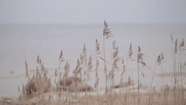 Рослини на березі моря восени . — стокове відео
