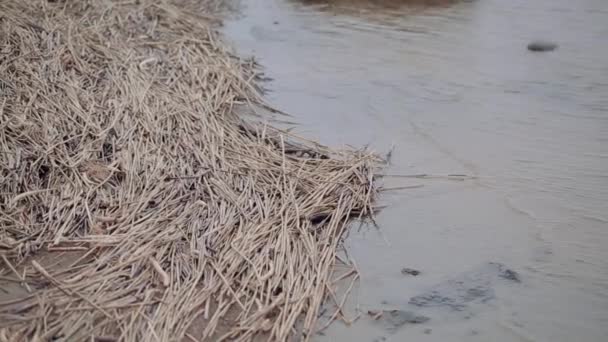 Torr vegetation på stranden av dammen i höst. — Stockvideo