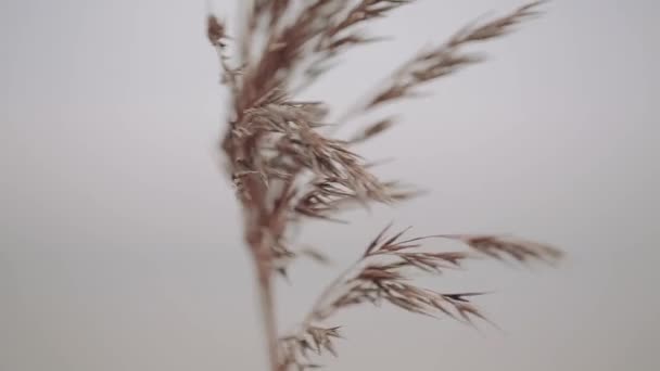 Planten aan de kust in de herfst close-up. — Stockvideo