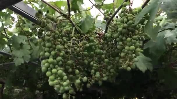 Zelené hrozny na větev ve větru v pomalém pohybu. — Stock video