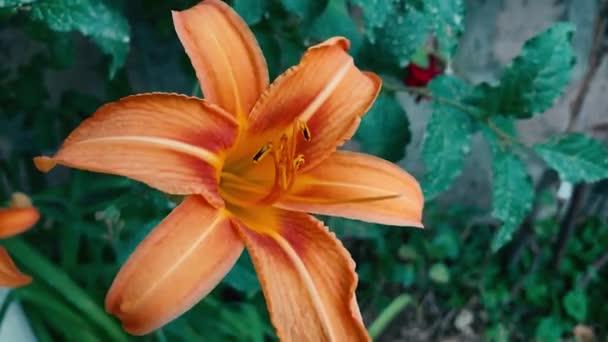 Orange blomma i vinden. — Stockvideo