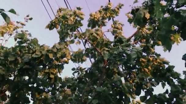 Viento y ramas de árboles En cámara lenta . — Vídeo de stock