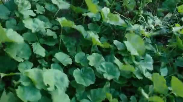 Трава на вітрі — стокове відео