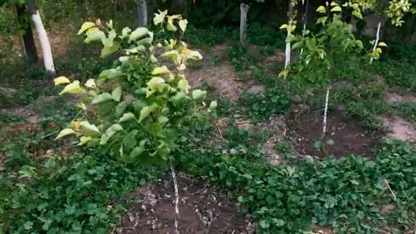 Viento y ramas de árboles En cámara lenta . — Vídeos de Stock