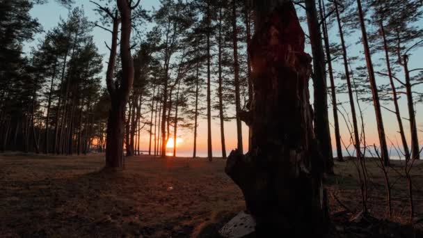 Sonnenuntergang in einem Kiefernwald Zeitraffer-Video. — Stockvideo