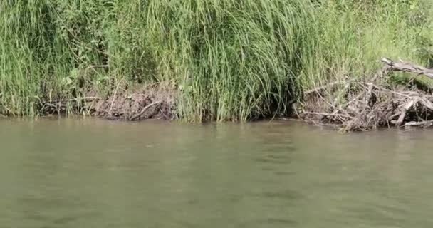 Дикий берег реки — стоковое видео