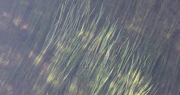 Algues sur le lit de la rivière . — Video