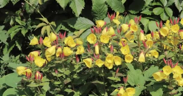 Fiori gialli da giardino — Video Stock