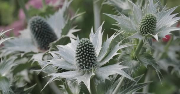 Gartenpflanzen aus nächster Nähe — Stockvideo