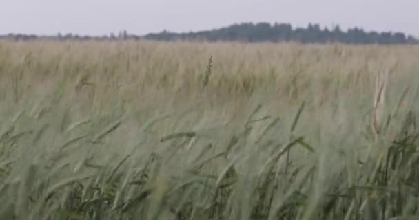 Campo de cebada verde — Vídeos de Stock