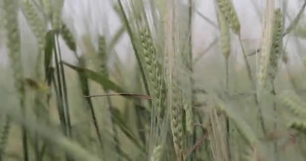 Campo de cebada verde primer plano — Vídeos de Stock