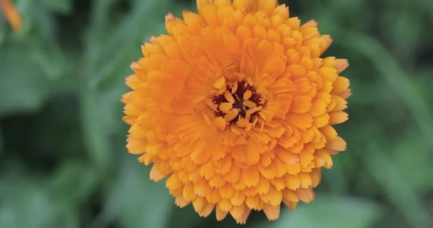 Pomerančová květina close-up — Stock video
