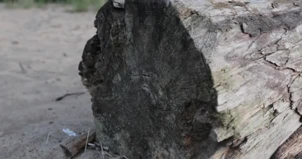 Log antigo na areia — Vídeo de Stock