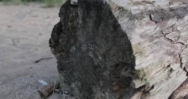 Vieux Log sur le sable 
