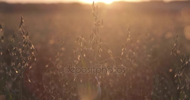 Зелене вівсяне поле на заході сонця . — стокове відео