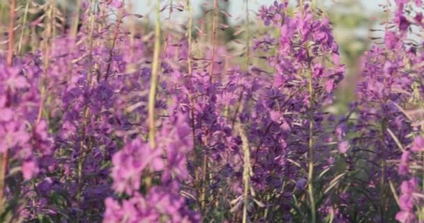 Mooie weide van paarse wilde bloemen. — Stockvideo