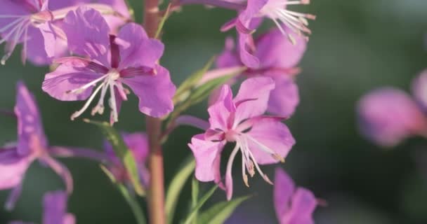 Mooie weide van paarse wilde bloemen. — Stockvideo