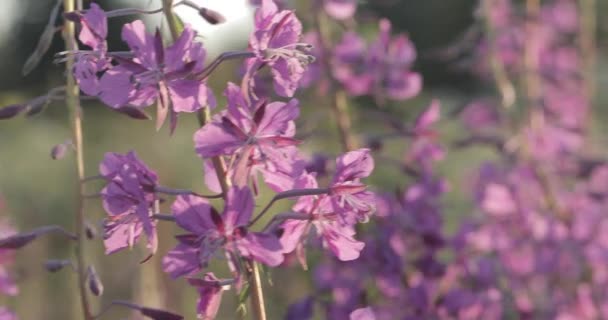 Bellissimo prato di fiori di campo viola . — Video Stock