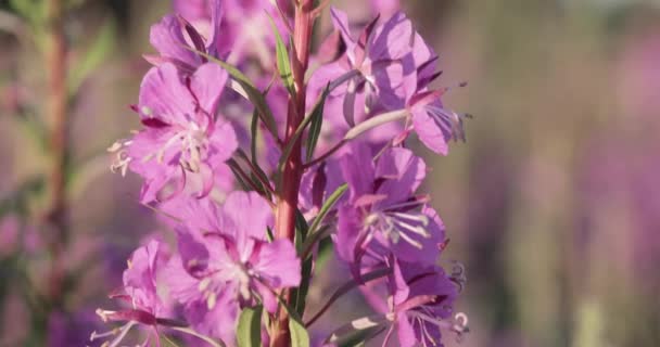 Schöne Wiese mit lila Wildblumen. — Stockvideo