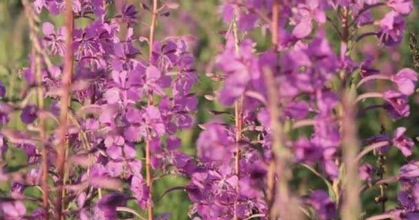 Belo prado de flores silvestres roxas . — Vídeo de Stock