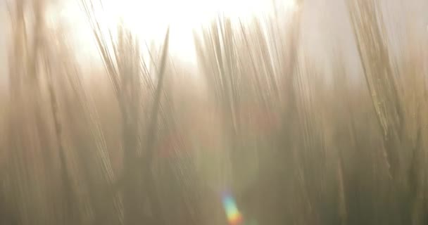 Sunset on the barley field. — Stock Video