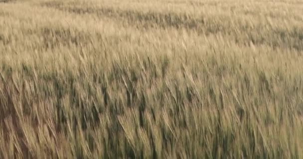 大麦のフィールド — ストック動画