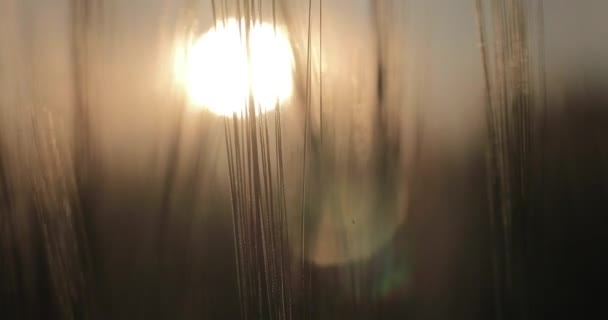 Закат на ячменном поле — стоковое видео
