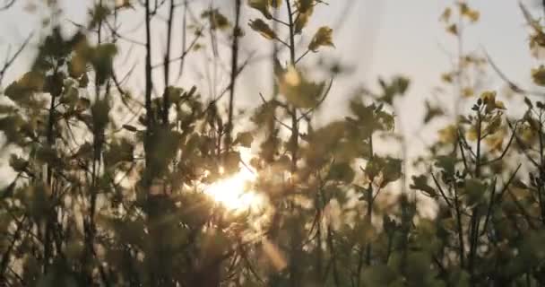 Wild flowers in the sun — Stock Video