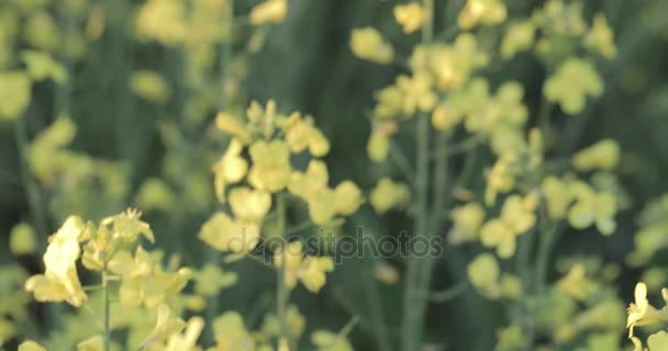 Flores silvestres amarelas close-up — Vídeo de Stock