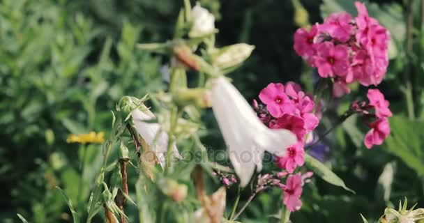 Blommor i trädgården — Stockvideo