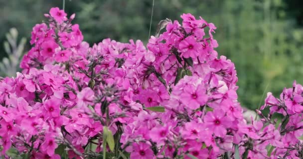 Rosafarbene Blumen im Garten. — Stockvideo