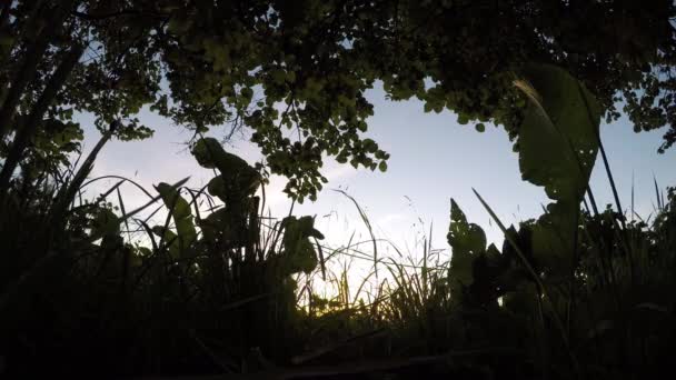 En la hierba al atardecer . — Vídeos de Stock