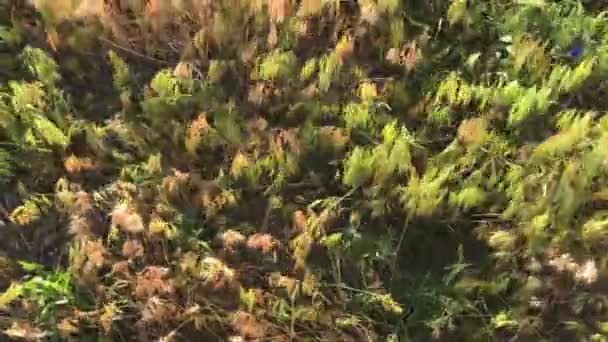 Gras wiegt sich im Wind — Stockvideo