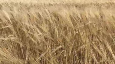 Altın arpa tarlası