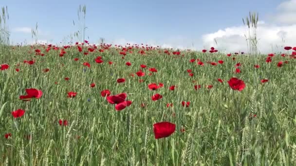 Campo Poppy Arménia — Vídeo de Stock