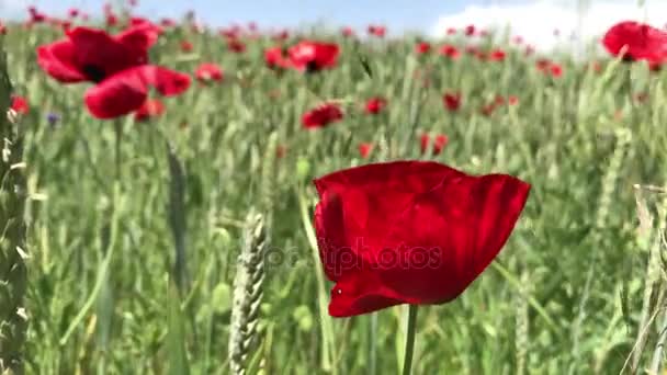 Campo de amapola Armenia — Vídeos de Stock