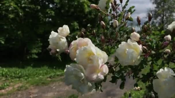 Белый цветок на ветру — стоковое видео
