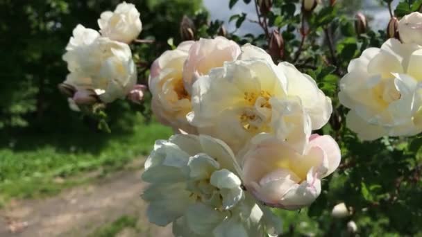 Flor blanca en el viento — Vídeos de Stock