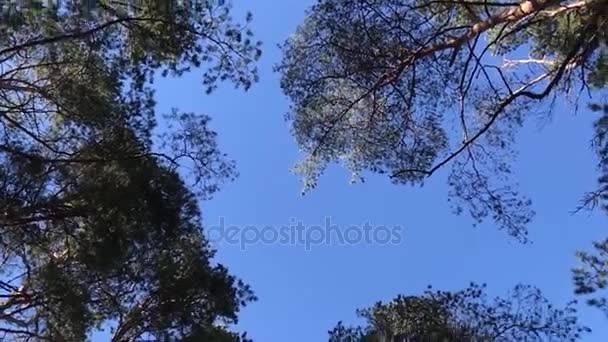 Dans la forêt de pins — Video