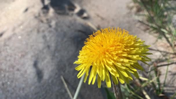 Flor amarilla primer plano — Vídeos de Stock