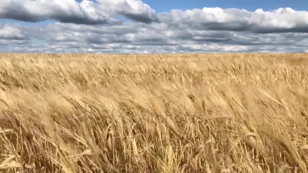 Ladang gandum emas dalam gerakan lambat . — Stok Video