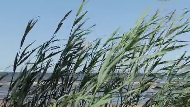 Vegetación verde junto al mar . — Vídeos de Stock