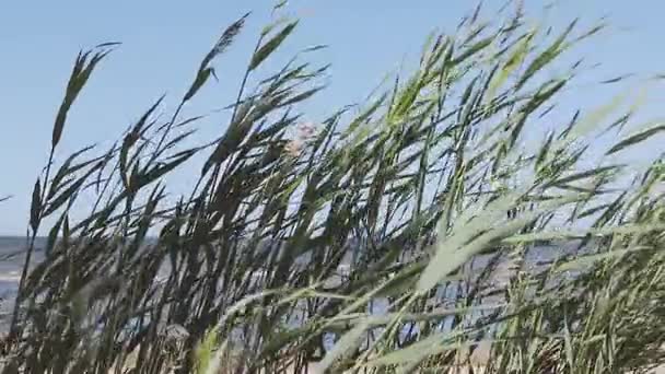 Vegetación verde junto al mar . — Vídeos de Stock