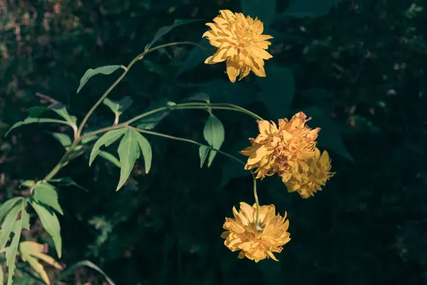 Gele verschoten tuin bloemen close-up. — Stockfoto