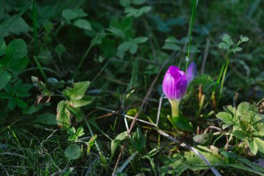 doğa mor çiçek yakın çekim.
