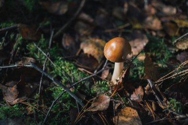 Orman mantar niteliğine.