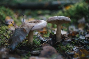 Orman mantar niteliğine.