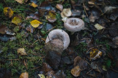 Orman mantar niteliğine.